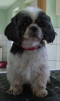 Shih Tzu