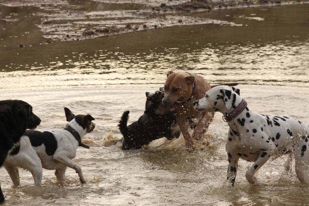 Spike+Mogli+cara im Wasser