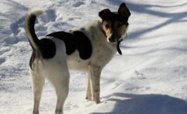 Kindergartenhund Sam