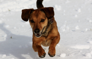 Kindergartenhund Frisack