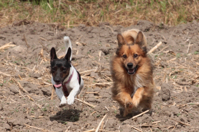 Rocki und Jerry